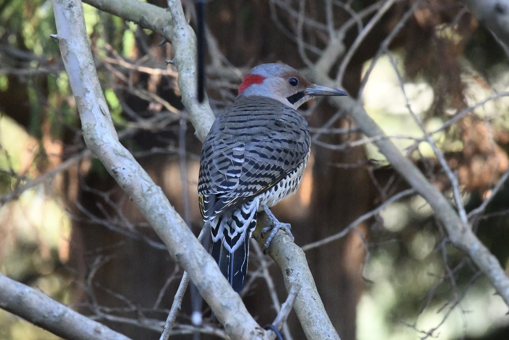 Northern Flicker (Colaptes auratus)