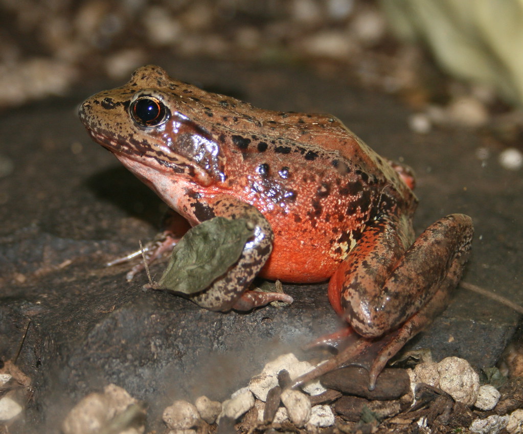 Northern Red-Legged Frog