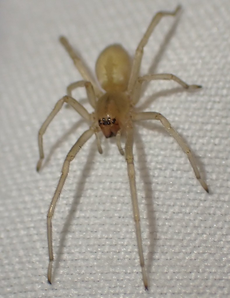 Northern Yellow Sac Spider