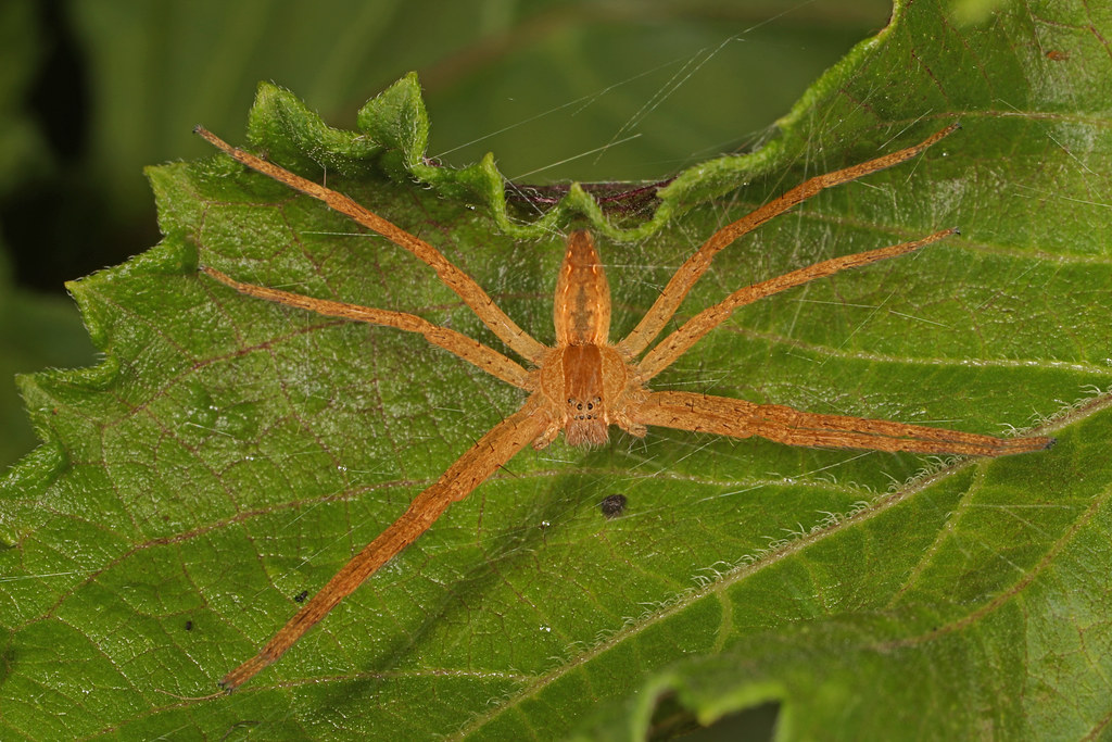Nursery Web Spiders