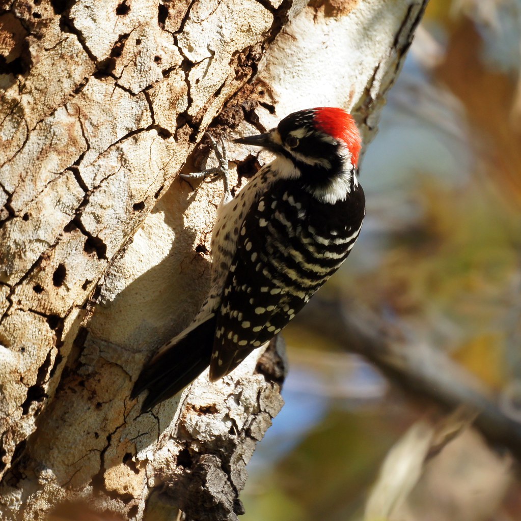 Nuttall's Woodpecker