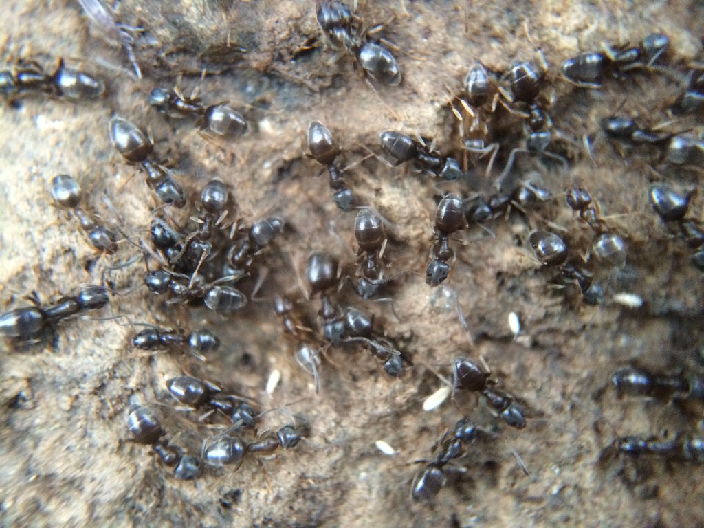 Odorous House Ants