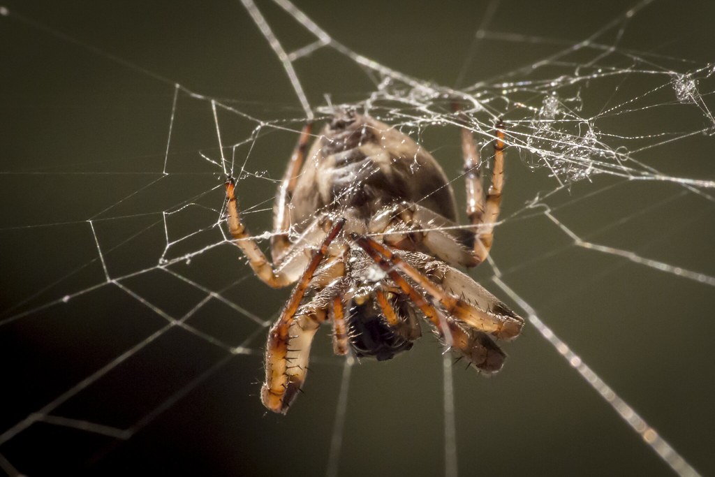 Orb-Weaver Spiders