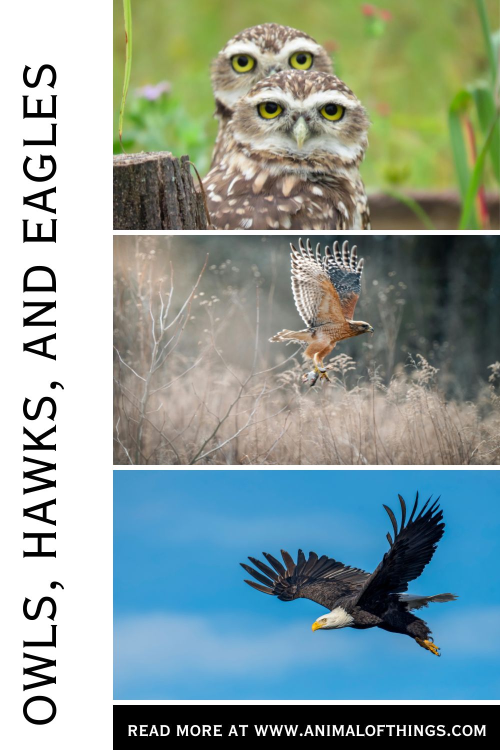 owls hawks and eagles
