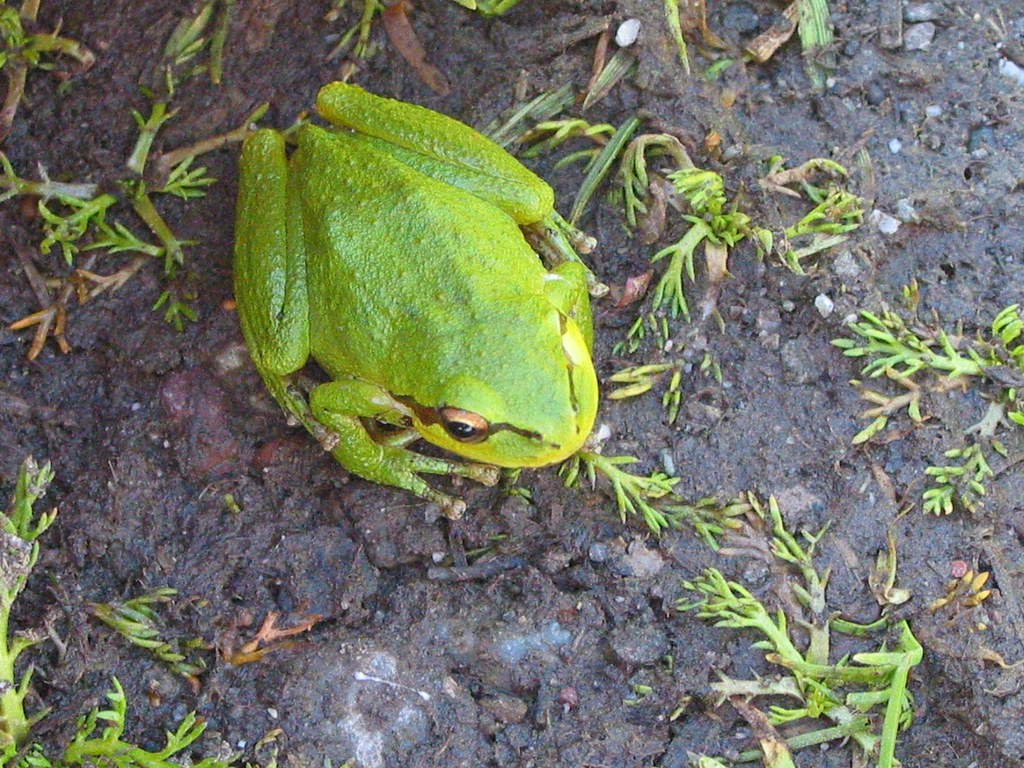 Pacific Treefrog