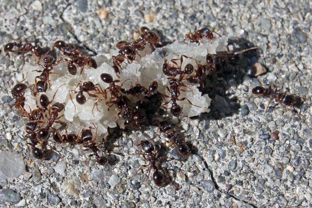 Pavement Ants