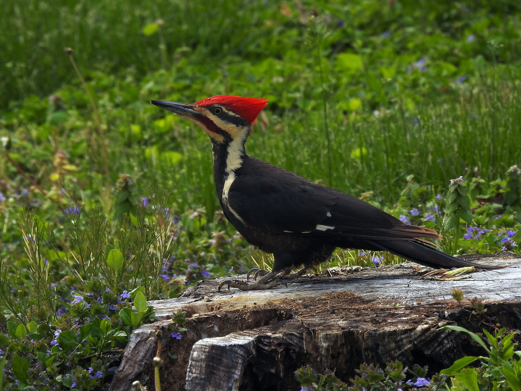 Pileated Woodpecker (Dryocopus pileatus)