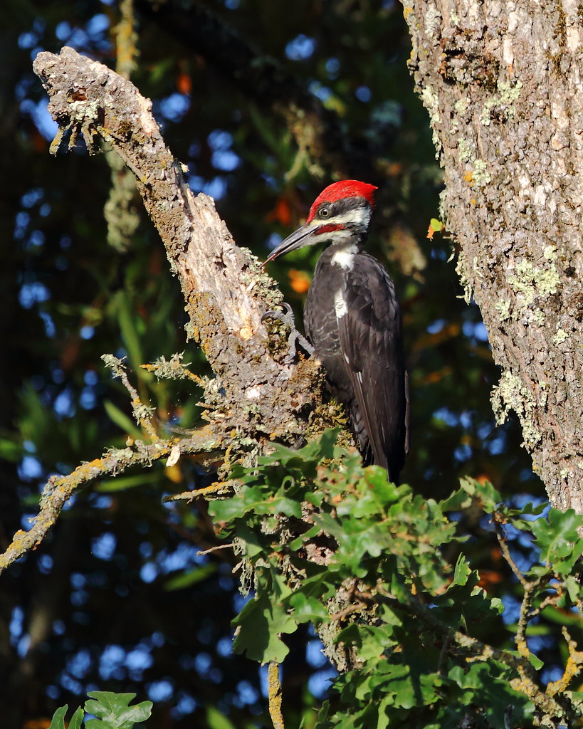 Pileated Woodpecker