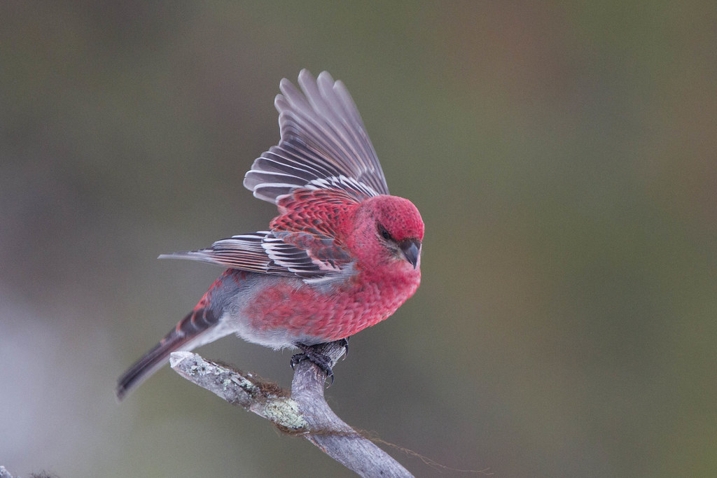 Pine Grosbeak (Pinicola enucleator)