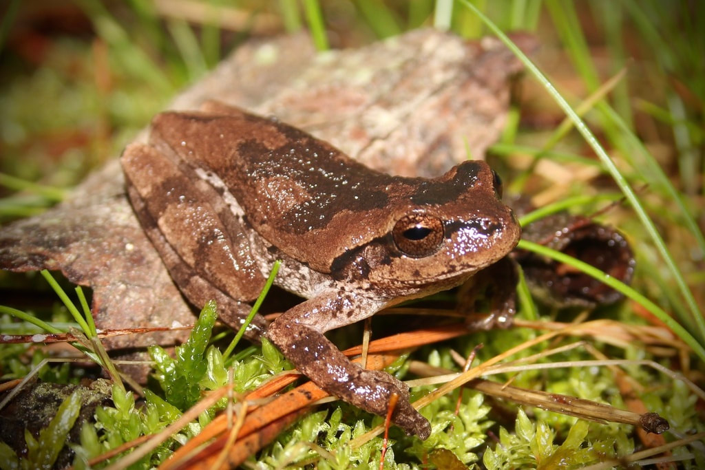 pine woods treefrog dryophytes femoralis
