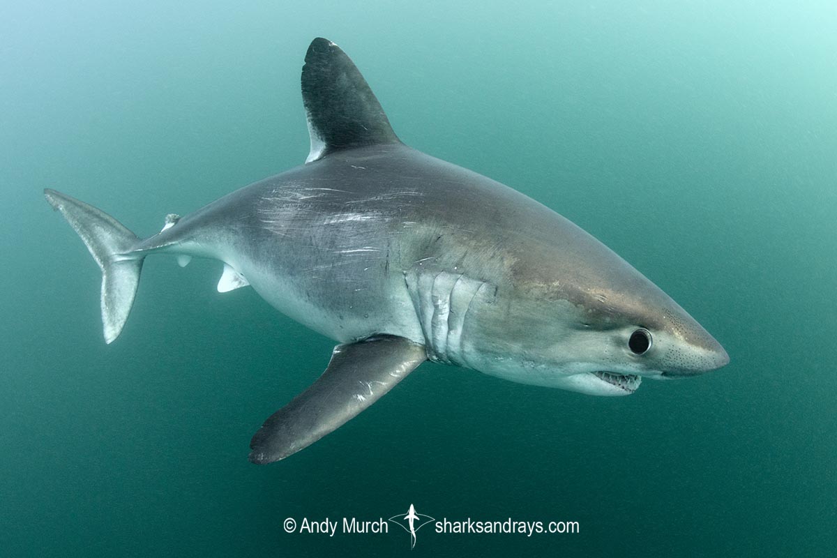 porbeagle sharks lamna nasus