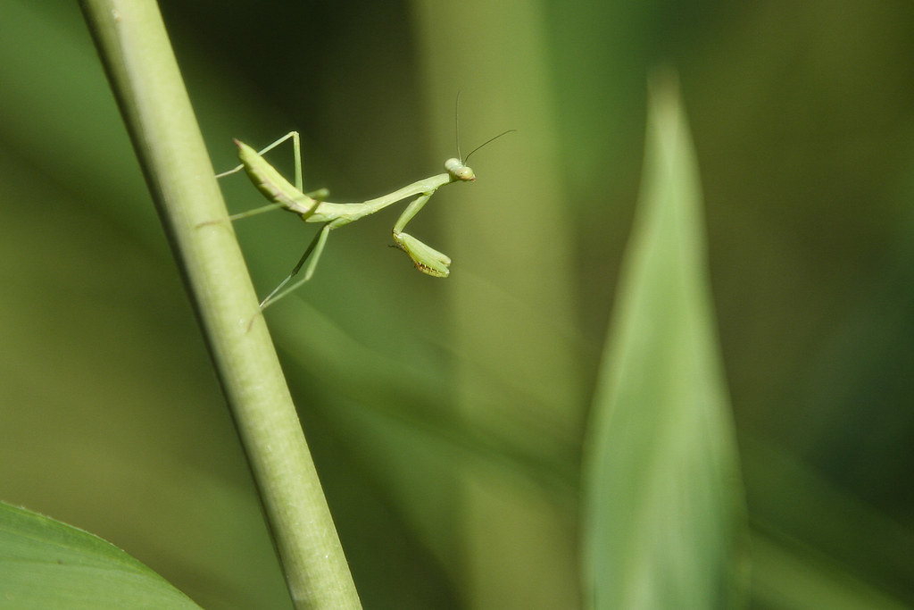 Praying Mantises