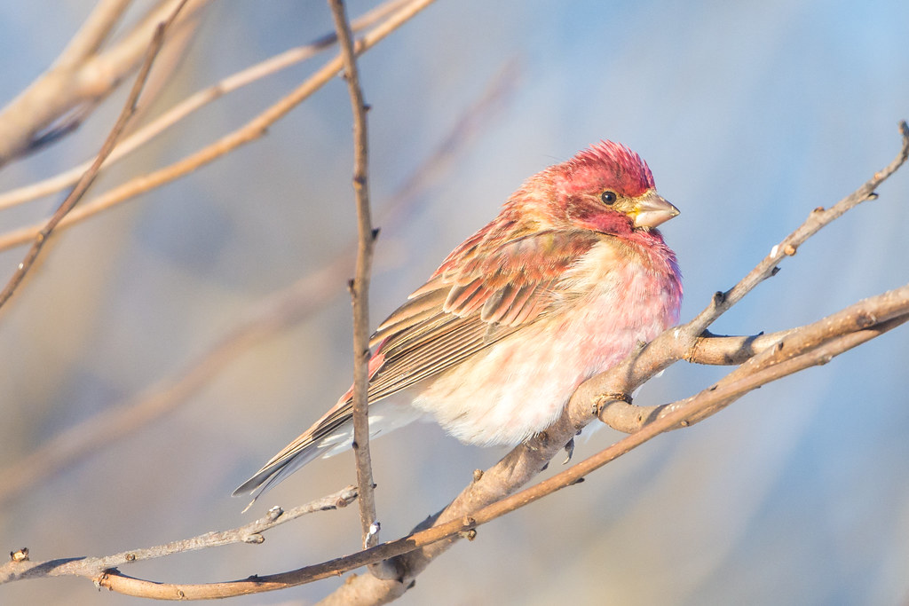 Purple Finch (Haemorhous purpureus)