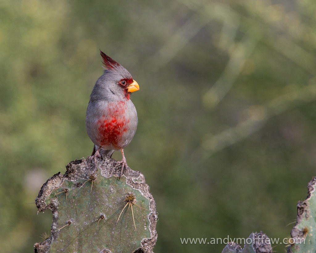 Pyrrhuloxia