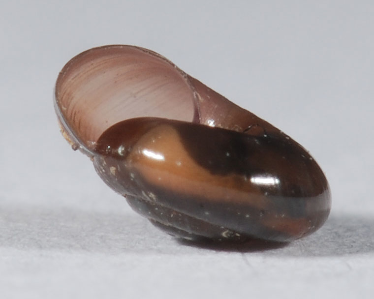 quick gloss snail (Zonitoides arboreus)
