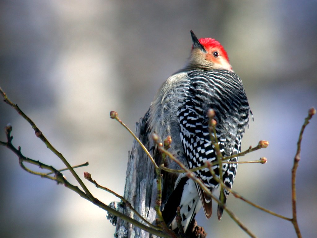 Red-bellied Woodpecker (Melanerpes carolinus)