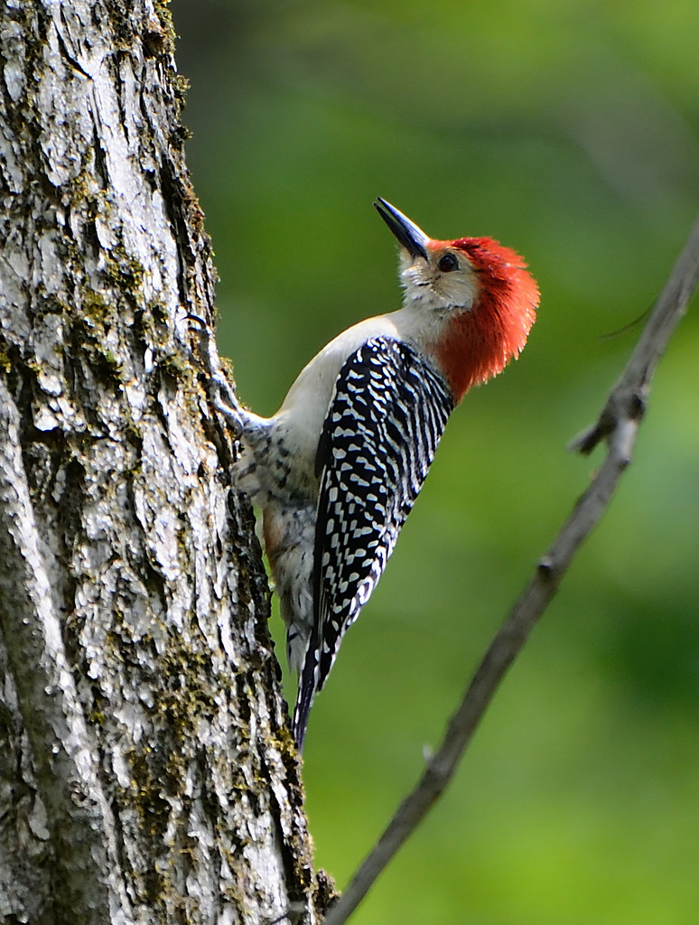 Red-bellied Woodpecker