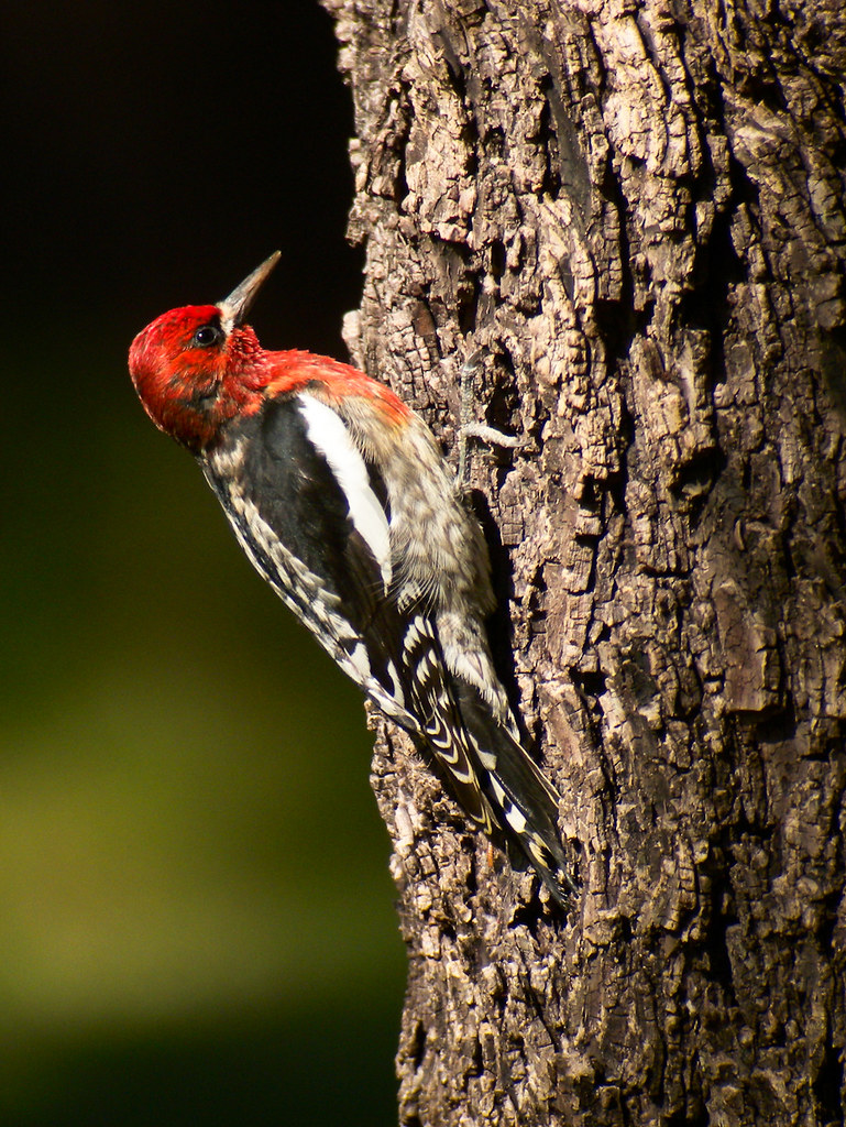 Red-breasted Sapsucker