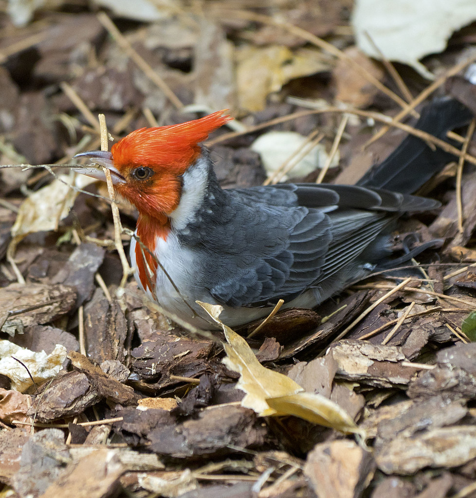 Red-crested Cardinal