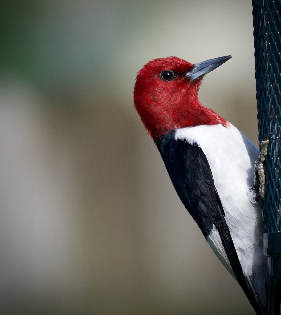 Red-headed Woodpecker