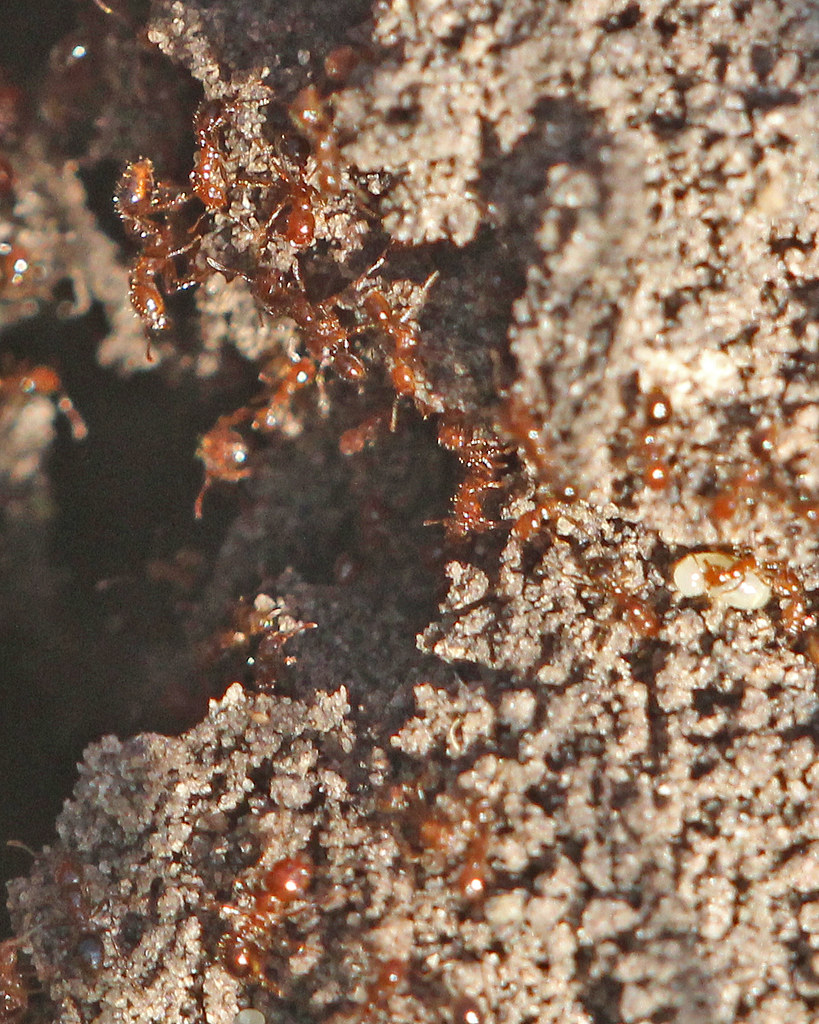 Red Imported Fire Ants