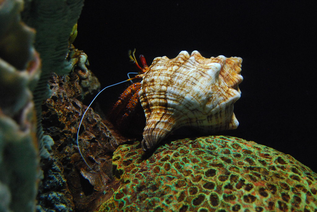 Red-Legged Hermit Crab