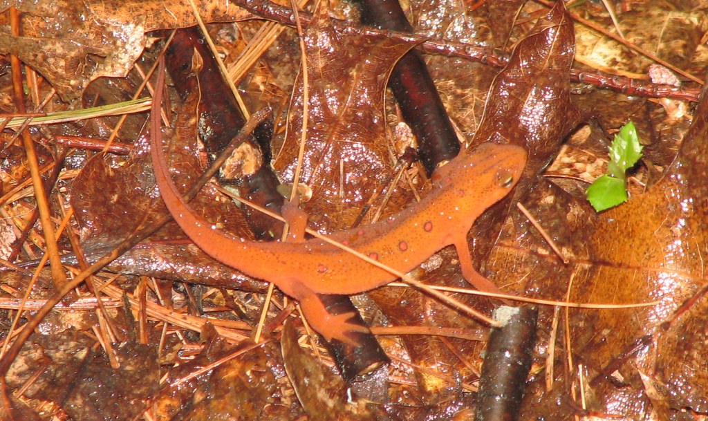 red-spotted newt (Notophthalmus viridescens viridescens)