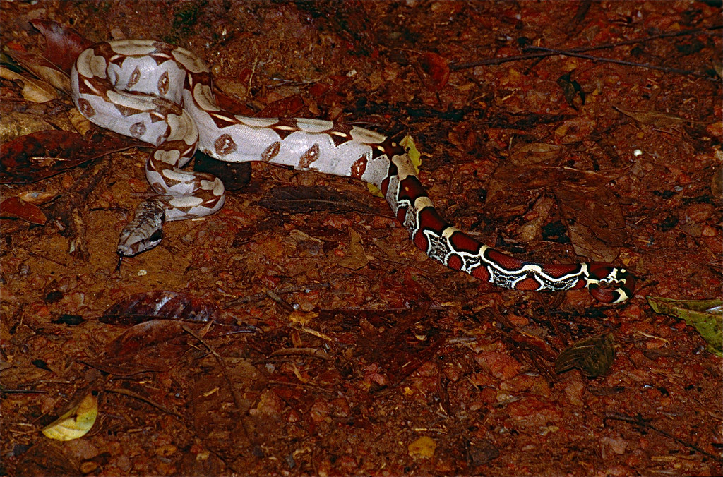 Red-tailed Boa