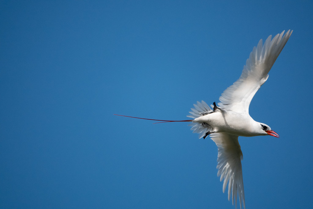 Red-tailed Tropicbird