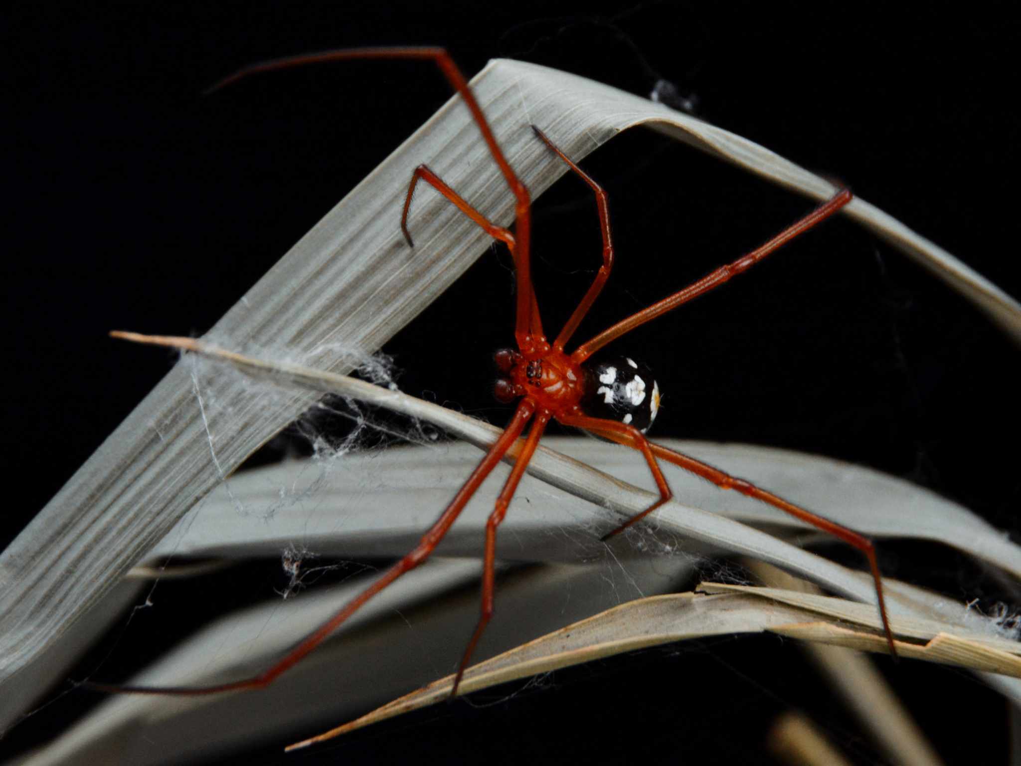 Red Widow (Latrodectus bishopi)