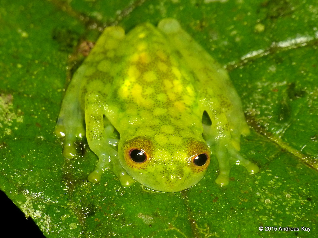 Reticulated Glass Frog