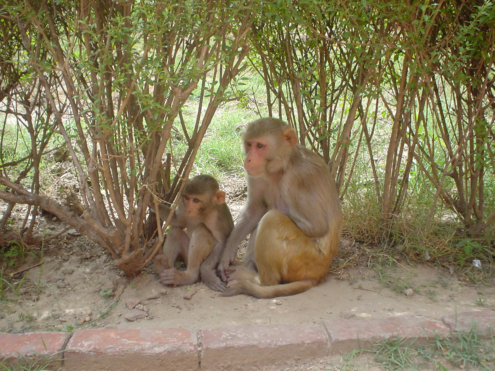 Rhesus Macaque