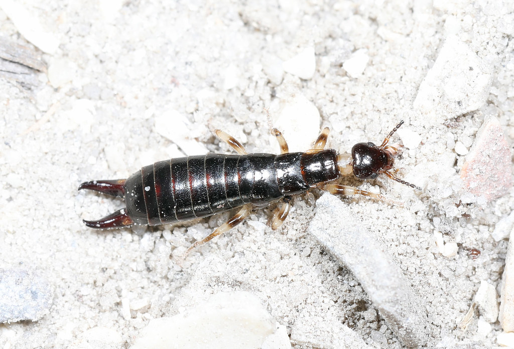 Ring-legged Earwig
