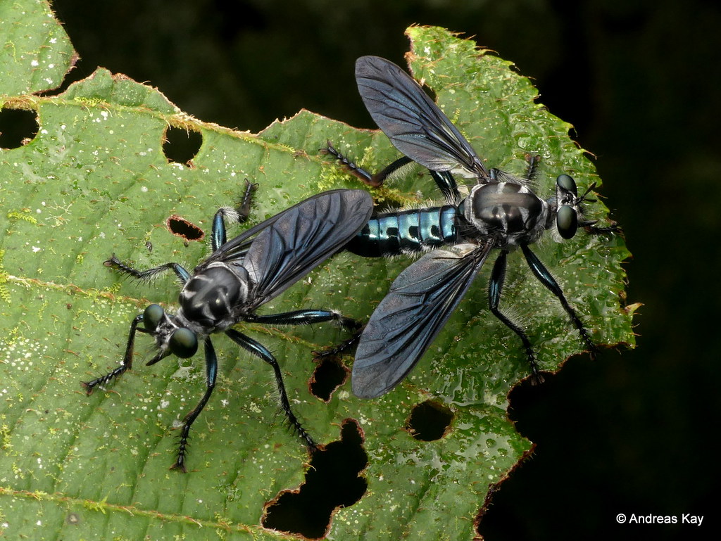 Robber Flies