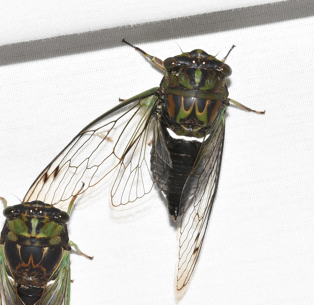 robust cicada (Neotibicen robinsonianus)