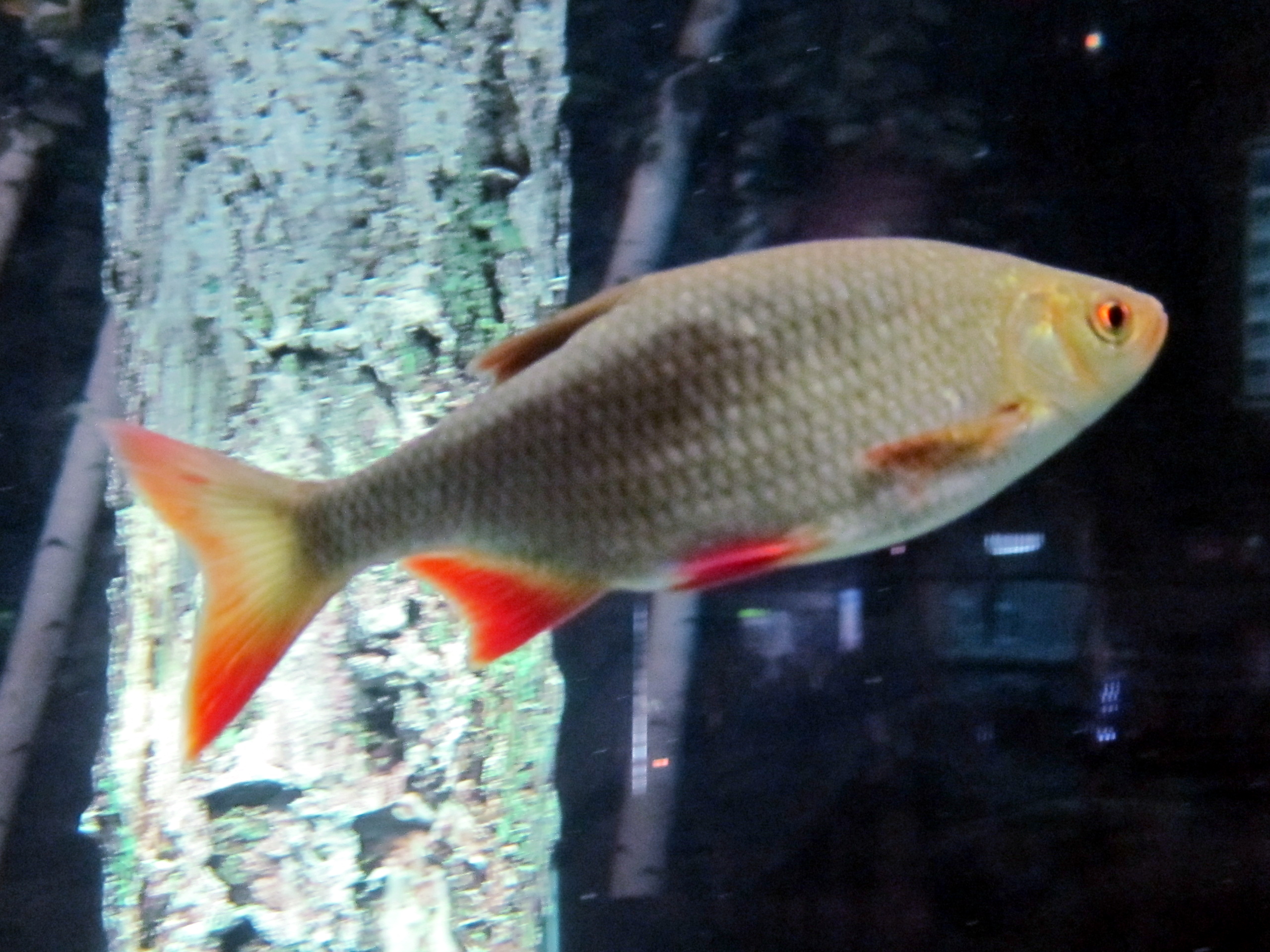 rudd (Scardinius erythrophthalmus)