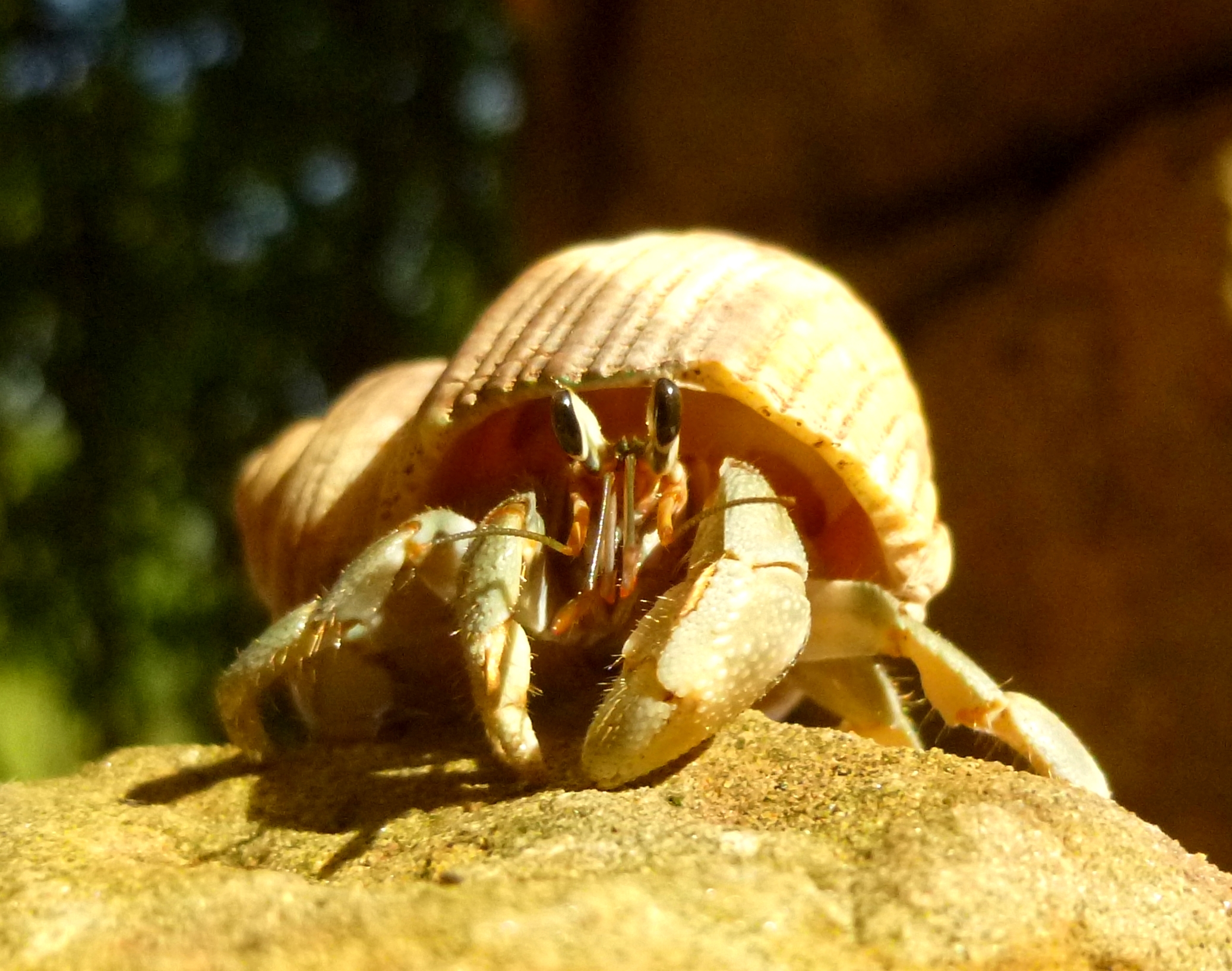 rugose hermit crab (Coenobita rugosus)