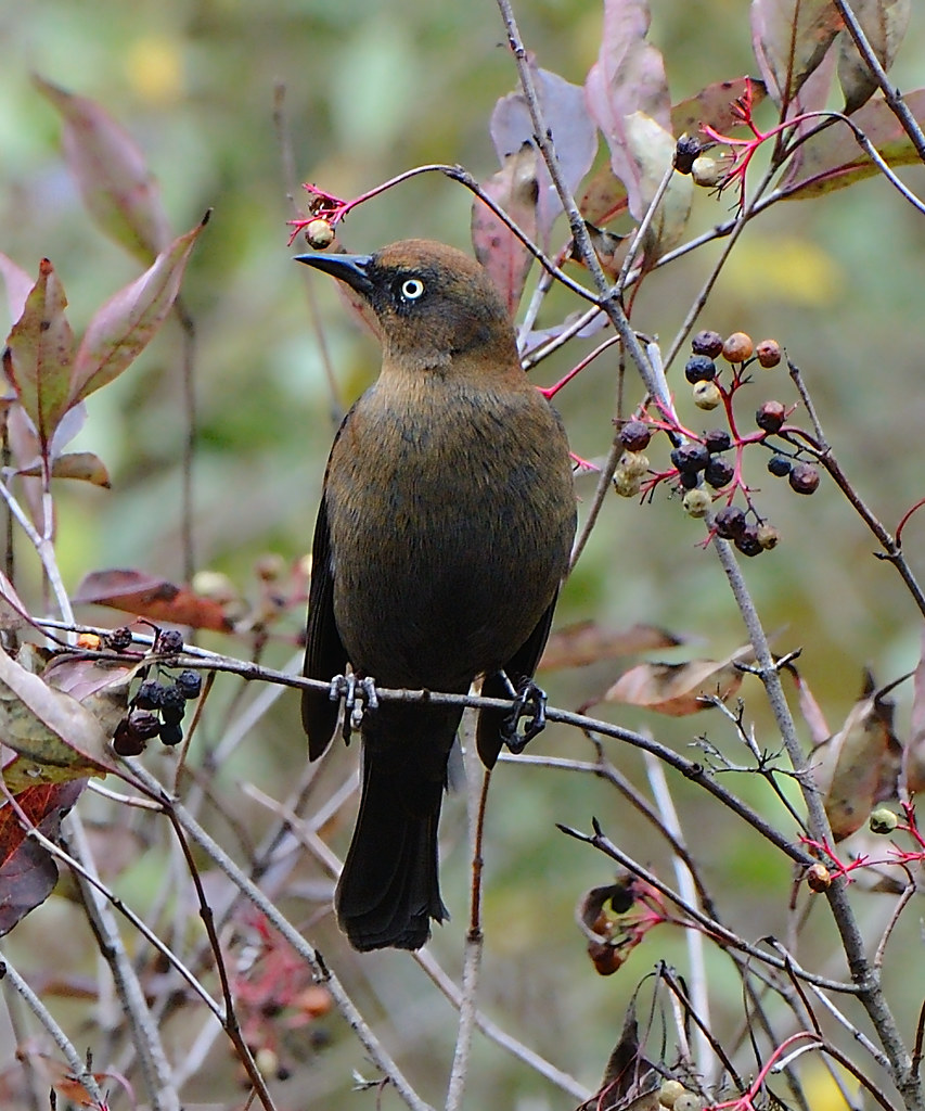 Rusty Blackbird