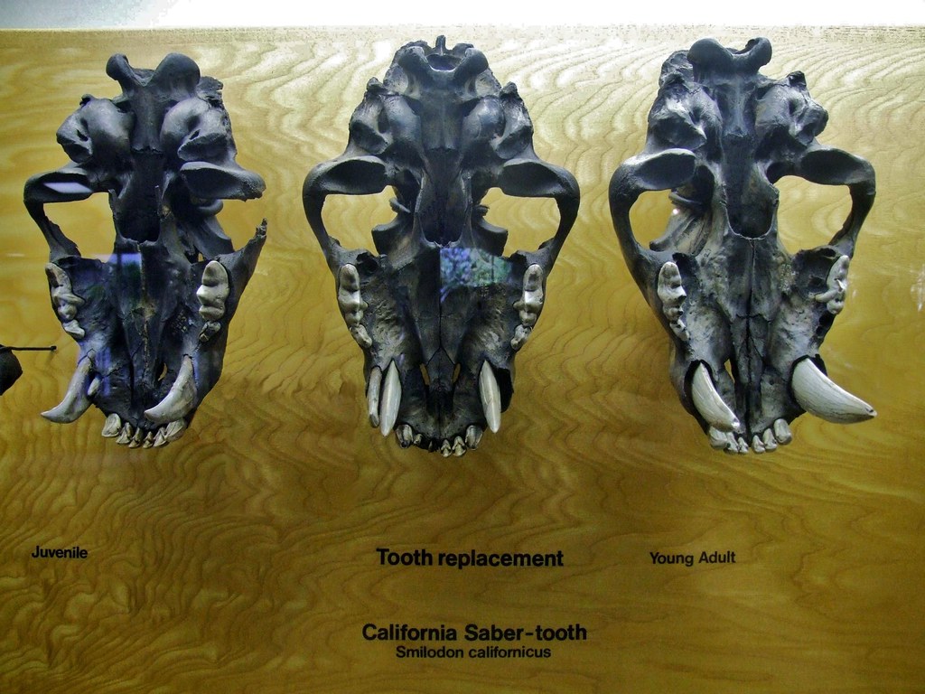 Saber-Toothed Cats