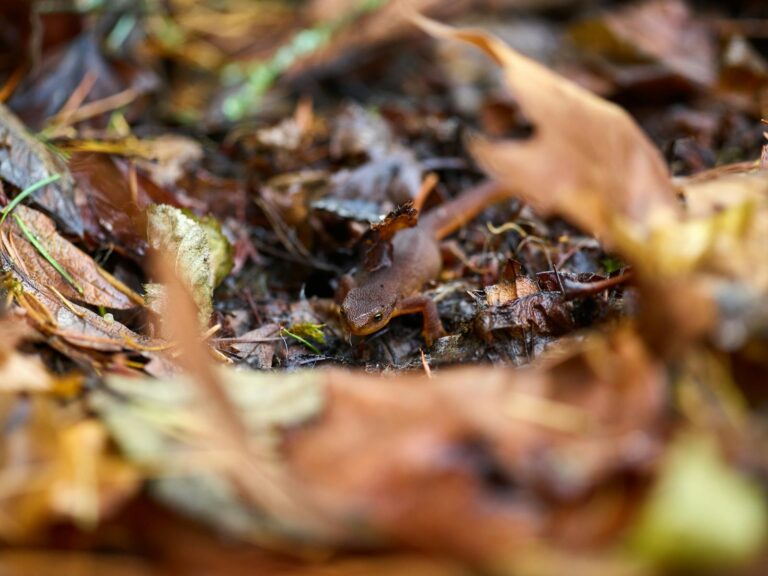 How to Spot 6 Amazing Salamanders Living in Houston, Texas