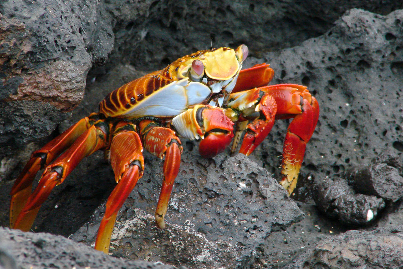 Sally Lightfoot Crab