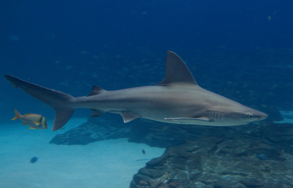 Sandbar Shark