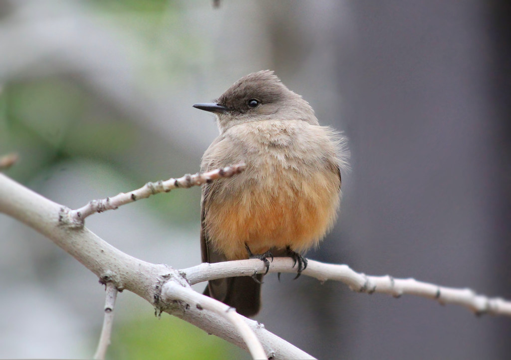 Say's Phoebe