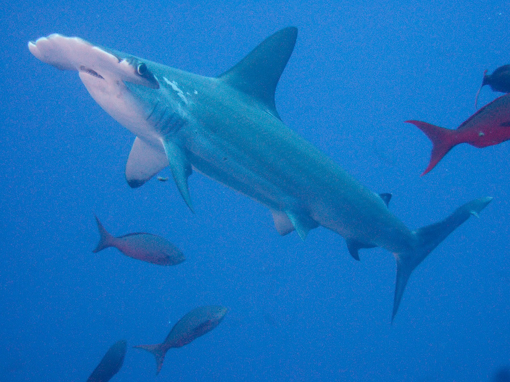 Scalloped Hammerhead Shark