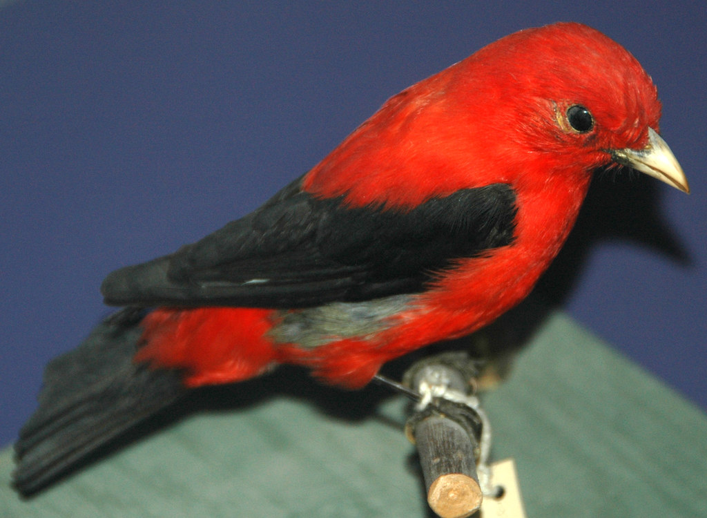 Scarlet Tanager (Piranga olivacea)