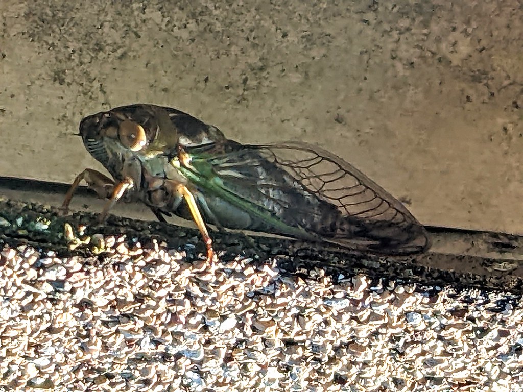 scissor grinder cicada (Neotibicen winnemanna)