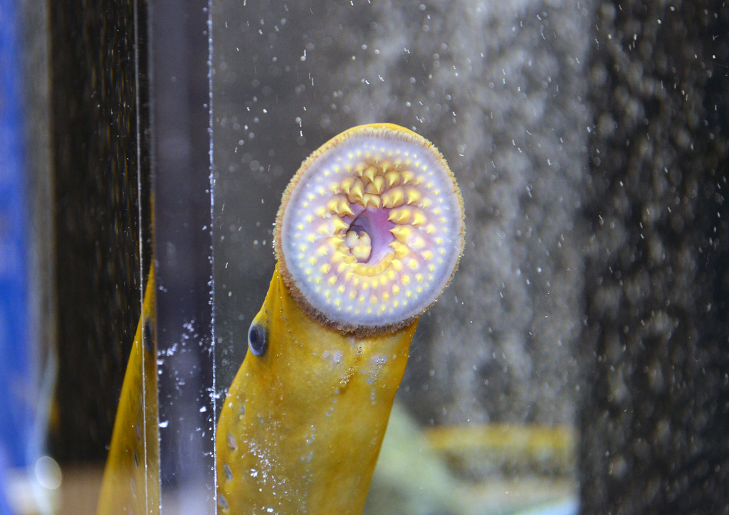 Sea Lamprey