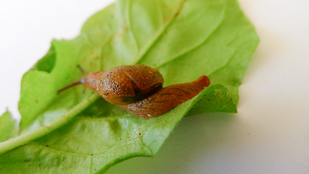 semi-slug (Parmarion martensi)