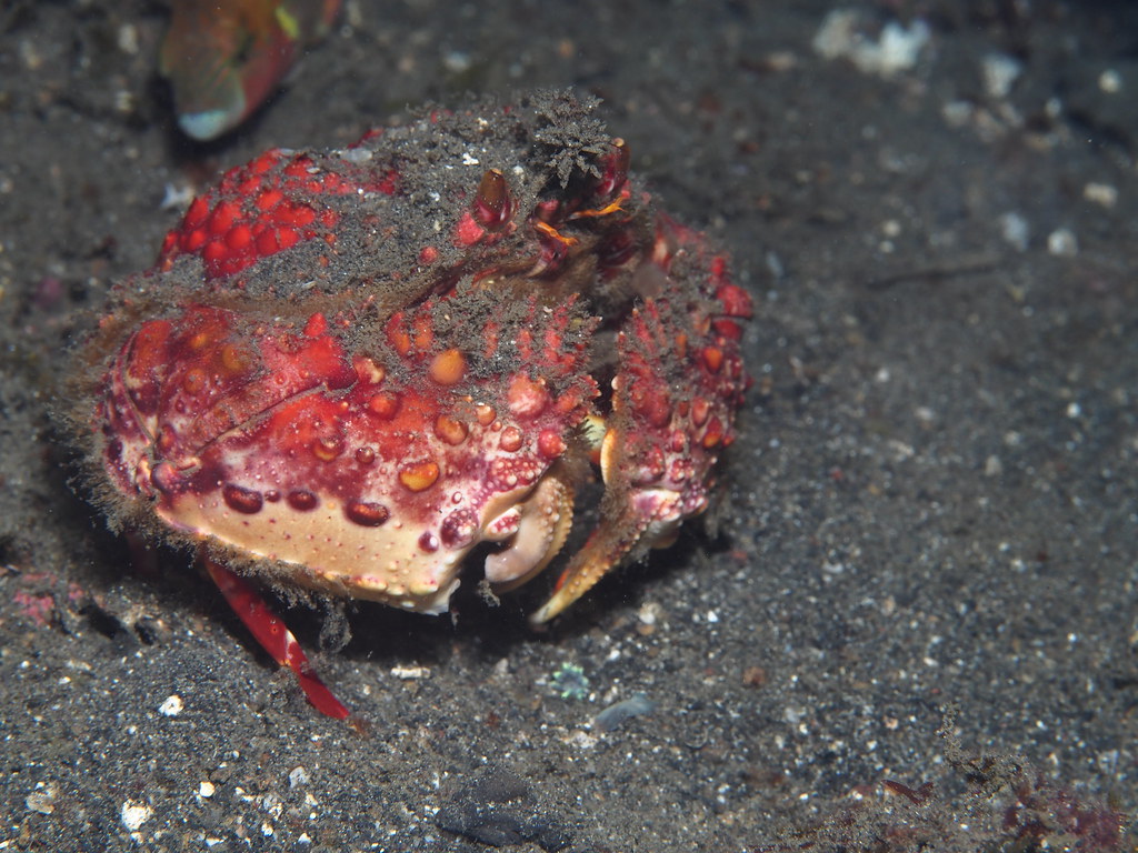 Shame-faced Crab