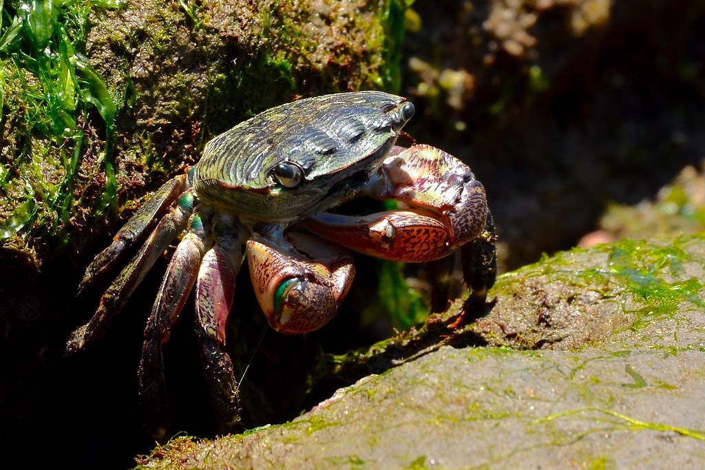 Shore Crab